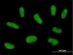 PRAM1 Antibody, Novus Biologicals 0.05 mg | Buy Online | Novus Biologicals | Fisher Scientific