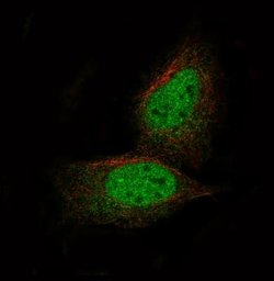 PRAME Antibody (CL5146), Novus Biologicals 100&mu;L:Antibodies, Monoclonal