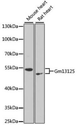 PRAMEF20 Antibody - BSA Free, Novus Biologicals 20 &mu;g | Buy Online | Novus Biologicals | Fisher Scientific