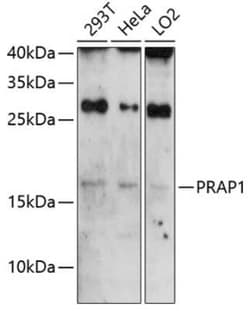 PRAP1 Antibody - Azide and BSA Free, Novus Biologicals:Antibodies:Primary