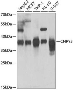 PRAT4A/TNRC5 Antibody - BSA Free, Novus Biologicals 0.02 mL; Unconjugated:Antibodies,