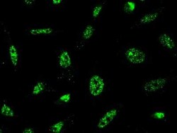 PRC1 Antibody, Novus Biologicals:Antibodies:Primary Antibodies