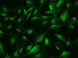 PRC1 Antibody, Novus Biologicals 50 &mu;g; Unconjugated:Antibodies, Polyclonal