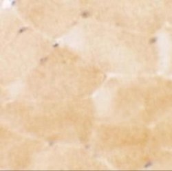 PRC1 Antibody - BSA Free, Novus Biologicals 0.1 mg | Buy Online | Novus Biologicals | Fisher Scientific