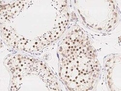 PRC1 Antibody, Novus Biologicals:Antibodies:Primary Antibodies