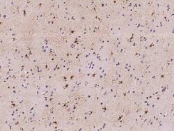 PRC1 Antibody, Novus Biologicals 50 &mu;g; Unconjugated:Antibodies, Polyclonal