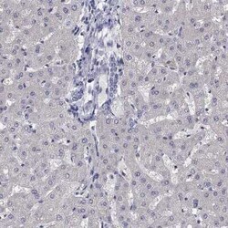 PRC1 Rabbit anti-Human, Polyclonal, Novus Biologicals 25 &mu;g | Buy Online | Novus Biologicals | Fisher Scientific