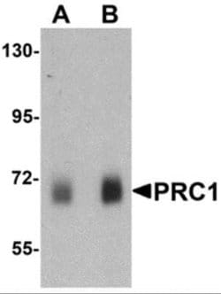 PRC1 Antibody - BSA Free, Novus Biologicals 0.1 mg | Buy Online | Novus Biologicals | Fisher Scientific