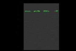PRC1 Antibody, Novus Biologicals:Antibodies:Primary Antibodies