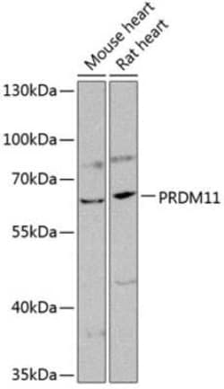 PRDM11 Antibody - BSA Free, Novus Biologicals:Antibodies:Primary Antibodies