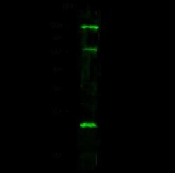 PRDM5 Antibody, Novus Biologicals 100 &mu;g, Unconjugated:Antibodies, Polyclonal