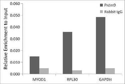 PRDM9 Rabbit anti-Mouse, Rat, Polyclonal, Novus Biologicals:Antibodies:Primary