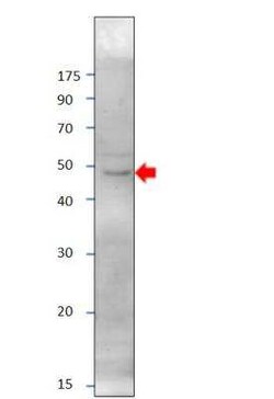 PRDM9 Antibody, Novus Biologicals 100 &mu;g; Unconjugated:Antibodies, Polyclonal