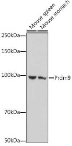 PRDM9 Rabbit anti-Mouse, Rat, Polyclonal, Novus Biologicals:Antibodies:Primary