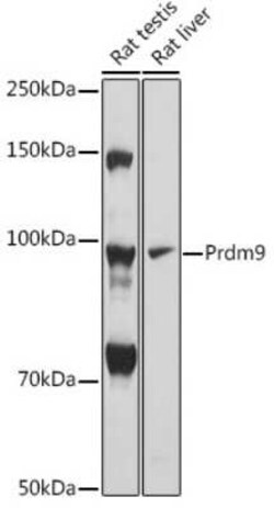 PRDM9 Rabbit anti-Mouse, Rat, Polyclonal, Novus Biologicals:Antibodies:Primary