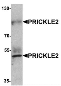 PRICKLE2 Antibody - BSA Free, Novus Biologicals 0.1 mg | Buy Online | Novus Biologicals | Fisher Scientific