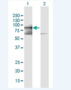 PRICKLE3 Antibody, Novus Biologicals 50 &mu;g | Buy Online | Novus Biologicals | Fisher Scientific