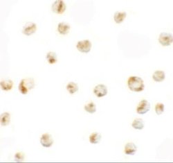 PRICKLE4 Antibody - BSA Free, Novus Biologicals 0.1 mg | Buy Online | Novus Biologicals | Fisher Scientific