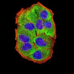 PRKAG3 Antibody (2C7A7) - BSA Free, Novus Biologicals 0.1 ml; Unconjugated:Antibodies,