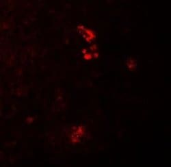 PRKCDBP Antibody - BSA Free, Novus Biologicals 0.1 mg; Unconjugated:Antibodies,