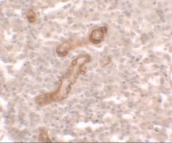 PRKCDBP Antibody - BSA Free, Novus Biologicals 0.1 mg; Unconjugated:Antibodies,