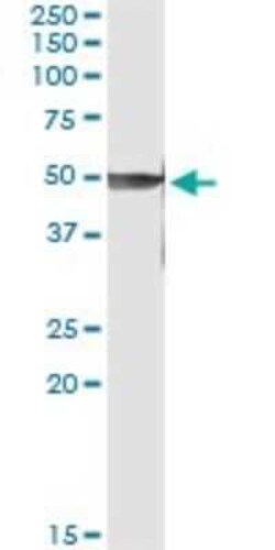 Novus Biologicals PRKX Antibody (1H7), Novus Biologicals 0.1 mg | Buy Online | Novus Biologicals&trade; | Fisher Scientific