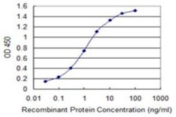PRL-2/PTP4A2 Antibody (3C2), Novus Biologicals 0.1 mg | Buy Online | Novus Biologicals | Fisher Scientific