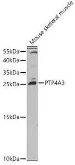 PRL-3/PTP4A3 Antibody - BSA Free, Novus Biologicals 0.02 mL; Unconjugated:Antibodies,