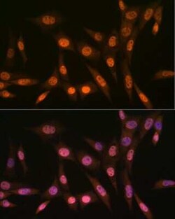 PRMT1 Rabbit anti-Human, Mouse, Rat, Clone: 10W10U4, Novus Biologicals