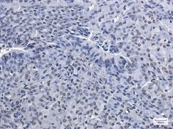 PRMT1 Antibody (S08-3H8), Novus Biologicals:Antibodies:Primary Antibodies