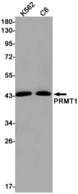 PRMT1 Antibody (S08-3H8), Novus Biologicals:Antibodies:Primary Antibodies