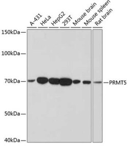 PRMT5 Rabbit anti-Human, Mouse, Rat, Clone: 7K2G5, Novus Biologicals 100