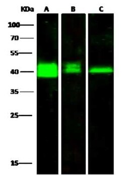 PRMT6 Antibody, Novus Biologicals 50 &mu;g; Unconjugated:Antibodies, Polyclonal