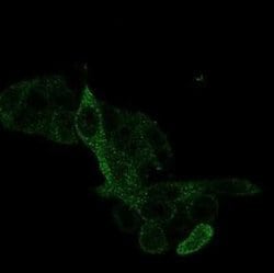 PRMT7 Mouse anti-Human, Clone: PCRP-PRMT7-1A4, Novus Biologicals 20 &mu;g;