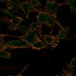 PRMT7 Mouse anti-Human, Clone: PCRP-PRMT7-1A4, Novus Biologicals 20 &mu;g;