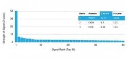 PRMT7 Mouse anti-Human, Clone: PCRP-PRMT7-1A4, Novus Biologicals 20 &mu;g;