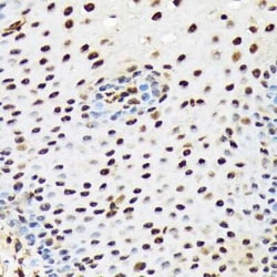 PRP19 Rabbit anti-Human, Mouse, Rat, Clone: 4M3Z1, Novus Biologicals:Antibodies:Primary