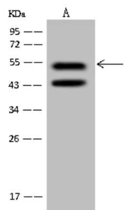 PRP19 Antibody, Novus Biologicals:Antibodies:Primary Antibodies