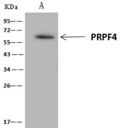 PRPF4 Antibody, Novus Biologicals:Antibodies:Primary Antibodies