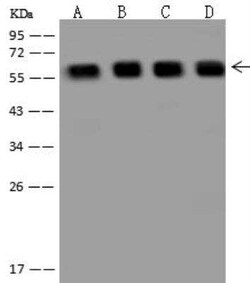 PRPF4 Antibody, Novus Biologicals:Antibodies:Primary Antibodies