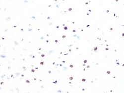 PRPF8 Rabbit anti-Human, Mouse, Rat, Clone: 4I1Q8, Novus Biologicals:Antibodies:Primary