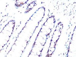 PRPF8 Rabbit anti-Human, Mouse, Rat, Clone: 4I1Q8, Novus Biologicals:Antibodies:Primary