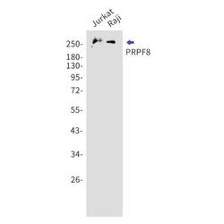 PRPF8 Antibody (S06-1I7), Novus Biologicals 50 &mu;g; Unconjugated:Antibodies,