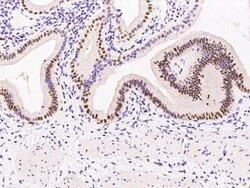 PRPK Antibody, Novus Biologicals:Antibodies:Primary Antibodies