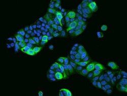 PRR11 Antibody, Novus Biologicals 50 &mu;g; Unconjugated:Antibodies, Polyclonal