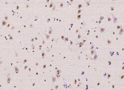 PRR12 Antibody, Novus Biologicals:Antibodies:Primary Antibodies