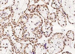 PRR12 Antibody, Novus Biologicals:Antibodies:Primary Antibodies