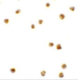 PRR5L Antibody - BSA Free, Novus Biologicals 0.1 mg; Unconjugated:Antibodies,