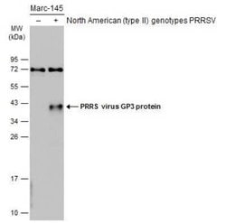 PRRSV GP3 Antibody, Novus Biologicals 100 &mu;g; Unconjugated:Antibodies,