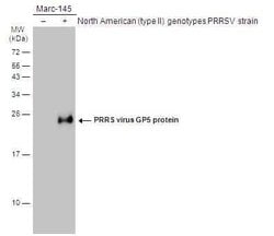 PRRSV GP5 Antibody, Novus Biologicals 100 &mu;g | Buy Online | Novus Biologicals | Fisher Scientific